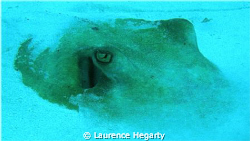 southern ray, treasure beach, utila. by Laurence Hegarty 